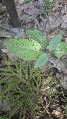 northern wild raisin