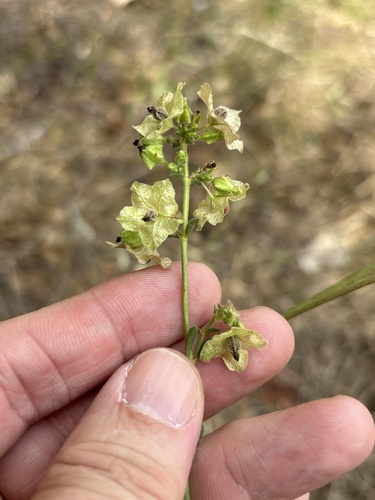 Mirabilis albida, photograph 1
