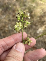 Mirabilis albida