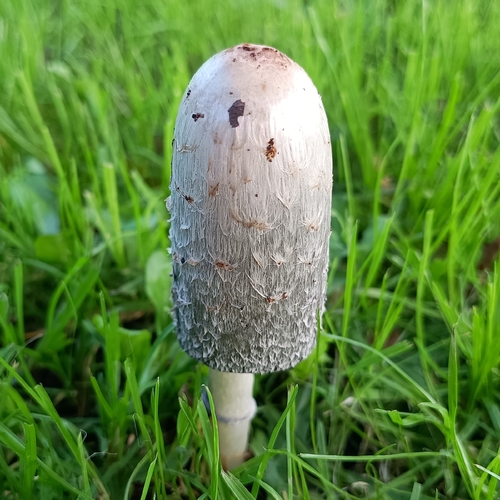 Shaggy Mane