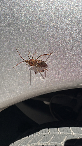 Western Conifer Seed Bug