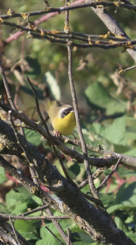 Common Yellowthroat