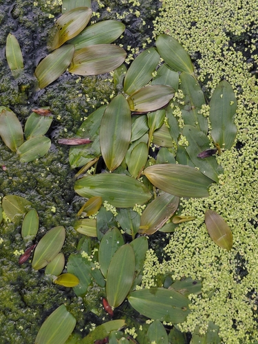 Longleaf Pondweed