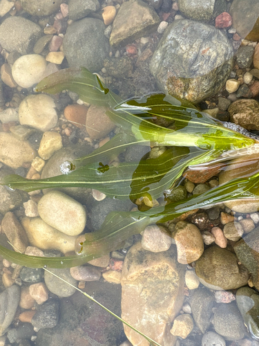Potamogeton praelongus, 2026-09-24