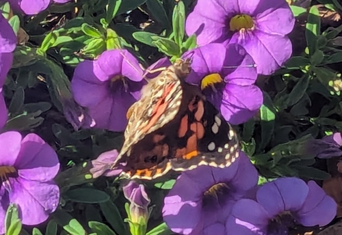 Painted Lady