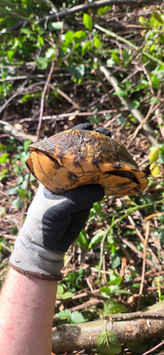 Eastern Box Turtle