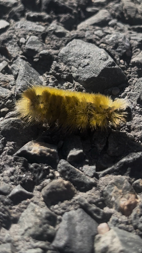 Banded Tussock Moth
