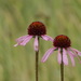 Narrow-leaved Purple Coneflower - Photo (c) Elaine White, some rights reserved (CC BY-NC), uploaded by Elaine White