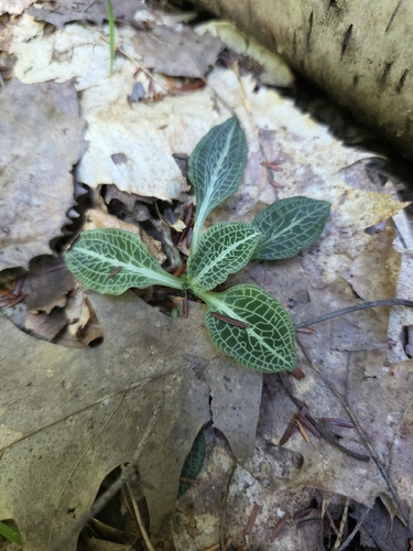 downy rattlesnake plantain