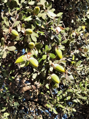 sweet acorn oak