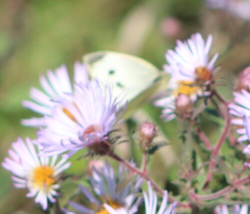 Small White