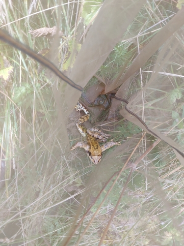 European Common Frog