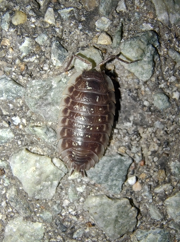 Common Shiny Woodlouse