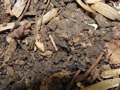 Platydracus mysticus