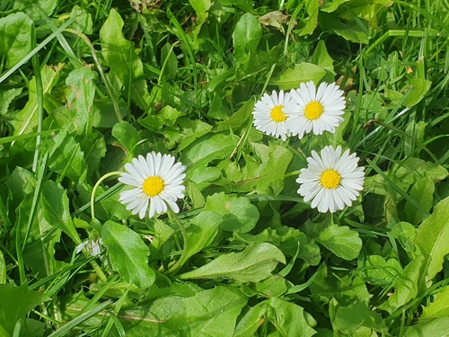 Lawn daisy