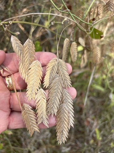 Chasmanthium latifolium, photograph 4