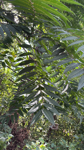 tree-of-heaven