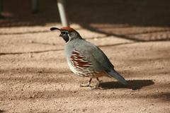Callipepla gambelii