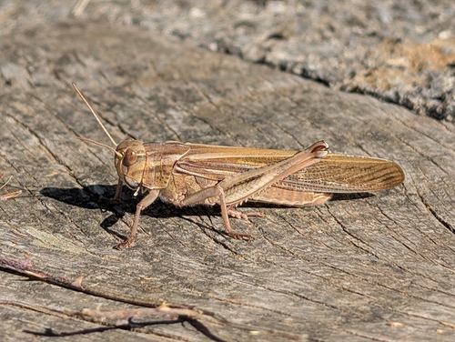 Migratory Locust