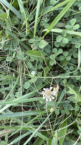 white clover