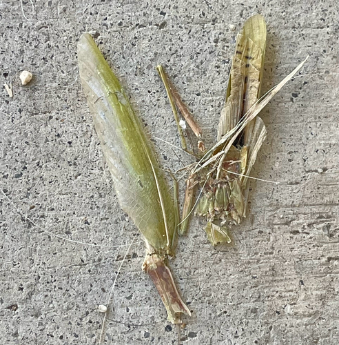 Mediterranean Mantis