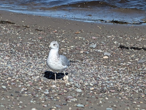 Ring-billed Gull