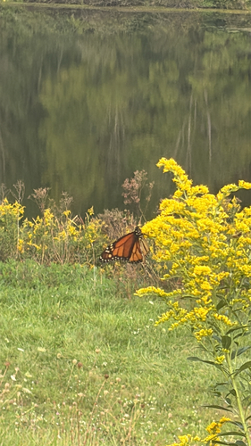 Monarch