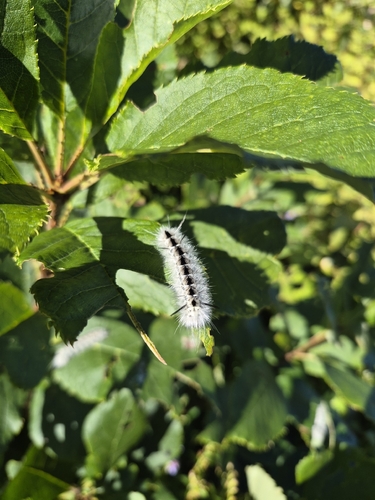Hickory Tussock Moth
