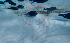 Acanthurus coeruleus