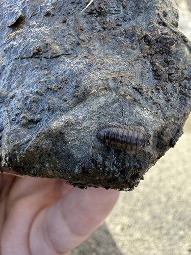 Nosy Pill Woodlouse