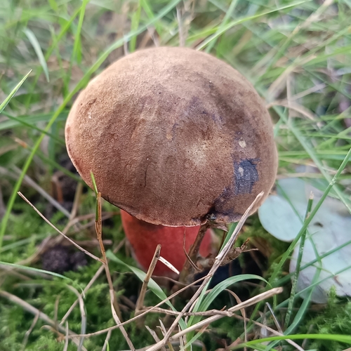 Dotted Stem Bolete