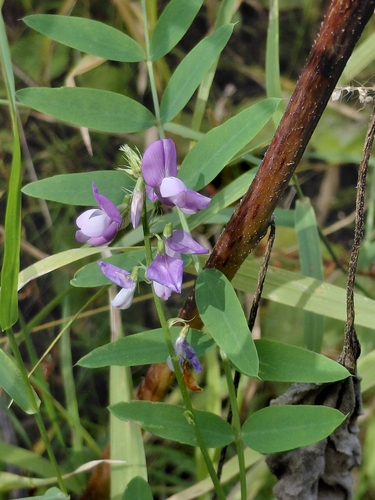 common milkpea