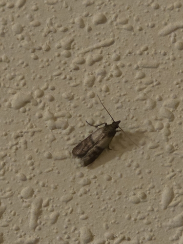 Indian-Meal Moth