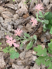 Silene hookeri