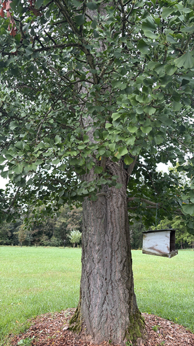 ginkgo
