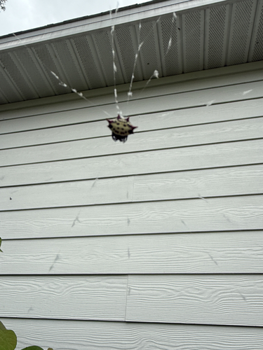 Spinybacked Orbweaver