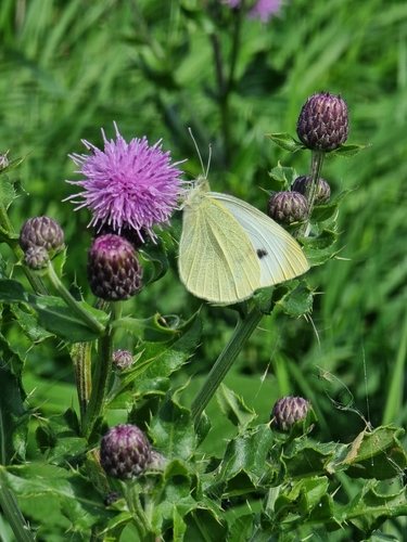 Small White