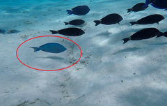 Acanthurus coeruleus