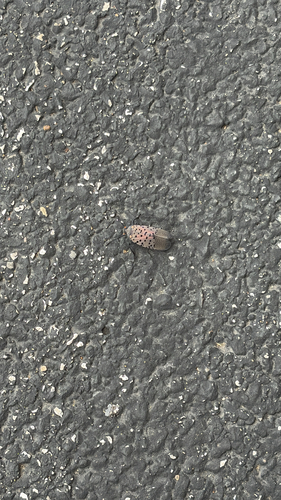 Spotted Lanternfly