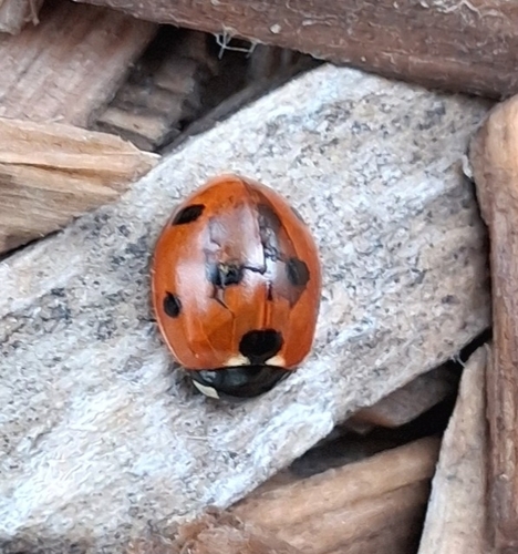 Seven-spotted Lady Beetle