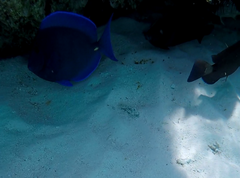 Acanthurus coeruleus