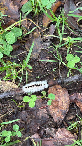 Hickory Tussock Moth