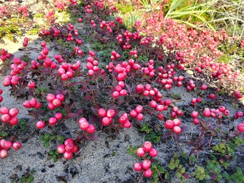 Cornus suecica