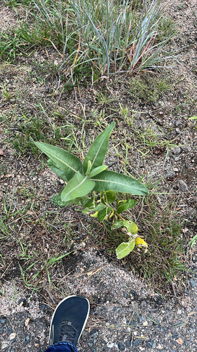 showy milkweed