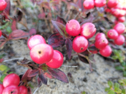 Cornus suecica, photograph 1