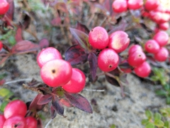 Cornus suecica, photograph author not stated, no rights reserved