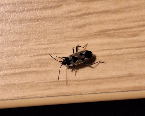 bright-spotted groundbug