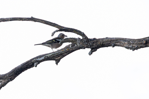 Common Chaffinch