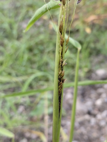 rice cutgrass