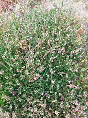 common heather